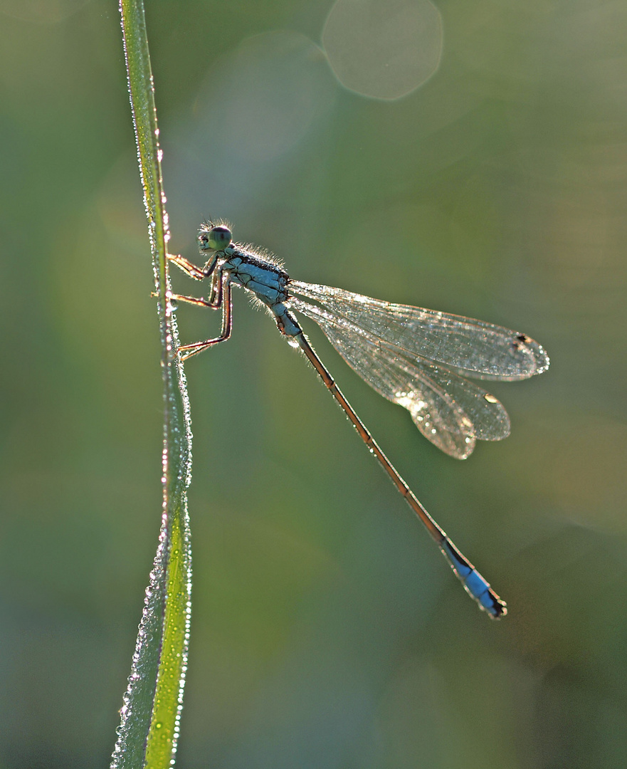 Libelle im Morgenlicht