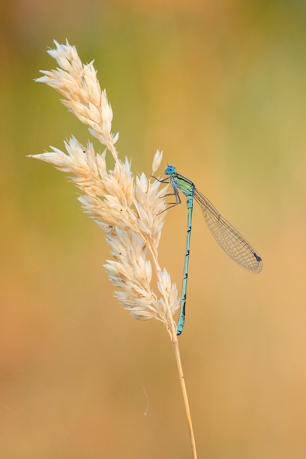 Libelle im Morgenlicht