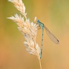 Libelle im Morgenlicht