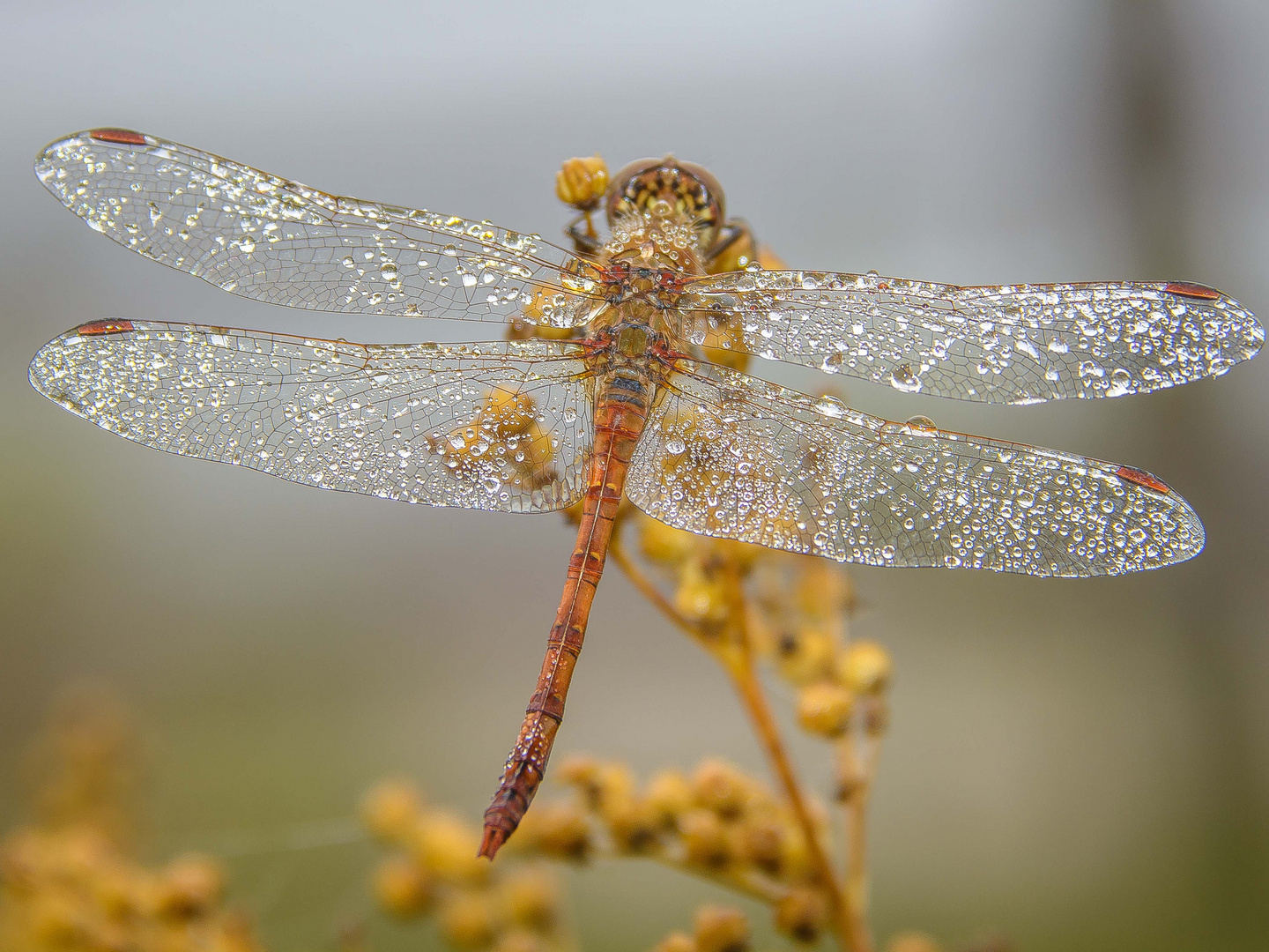 Libelle im Morgentau