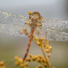 Libelle im Morgentau