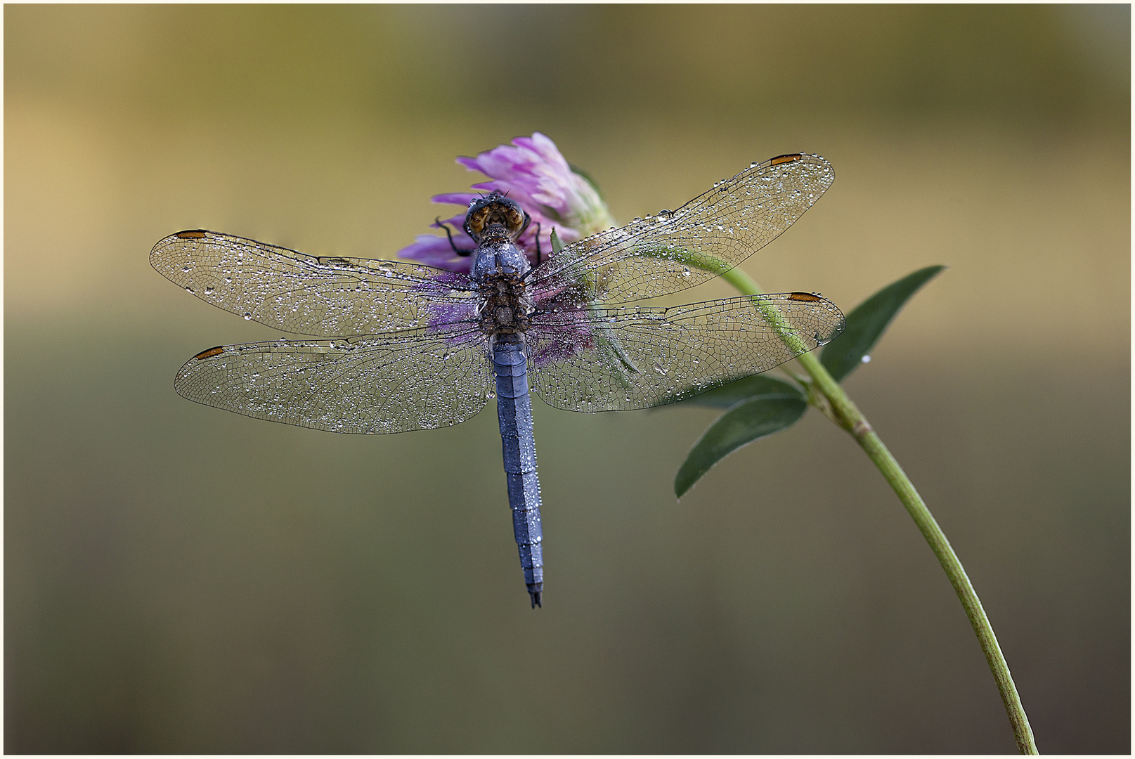 Libelle im Morgentau