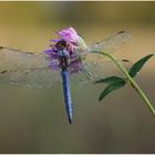 Libelle im Morgentau