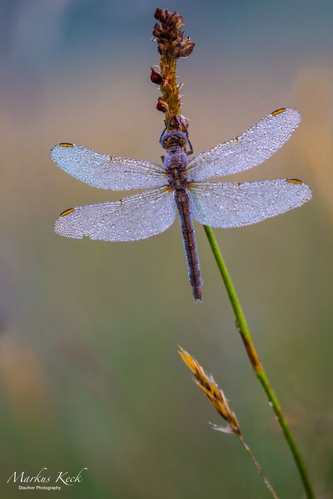 Libelle im Morgentau