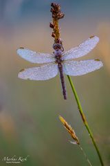 Libelle im Morgentau