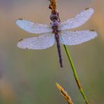 Libelle im Morgentau