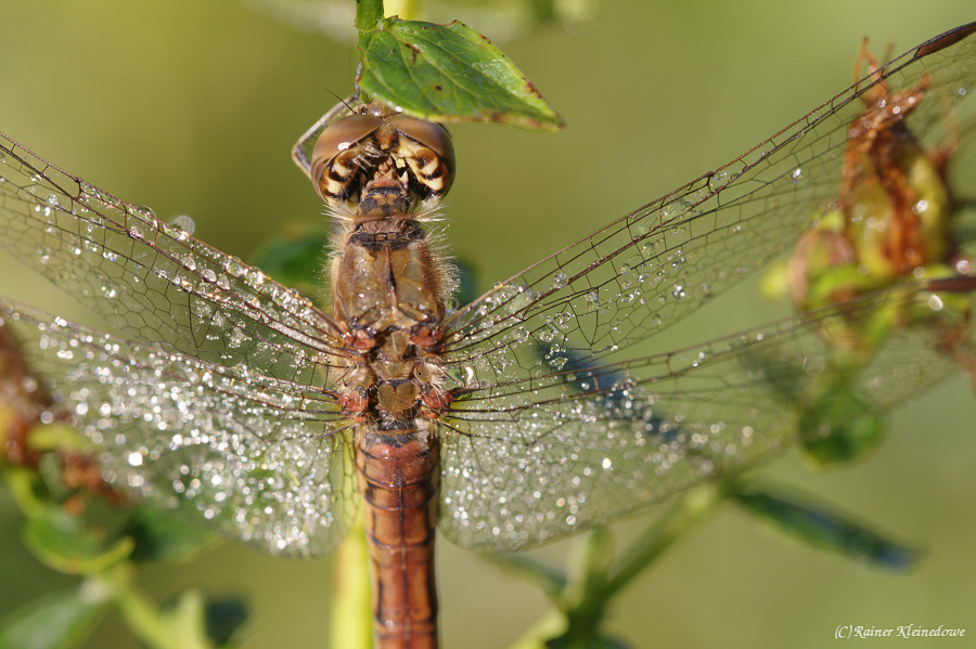 Libelle im Morgentau