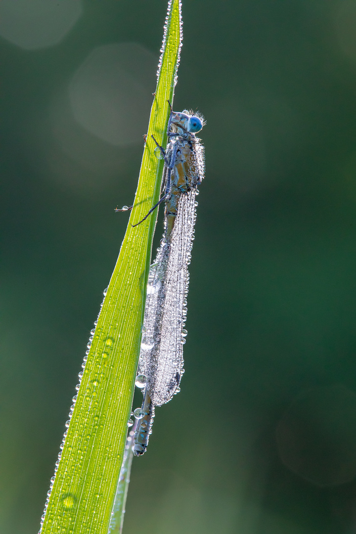 Libelle im Morgentau-2