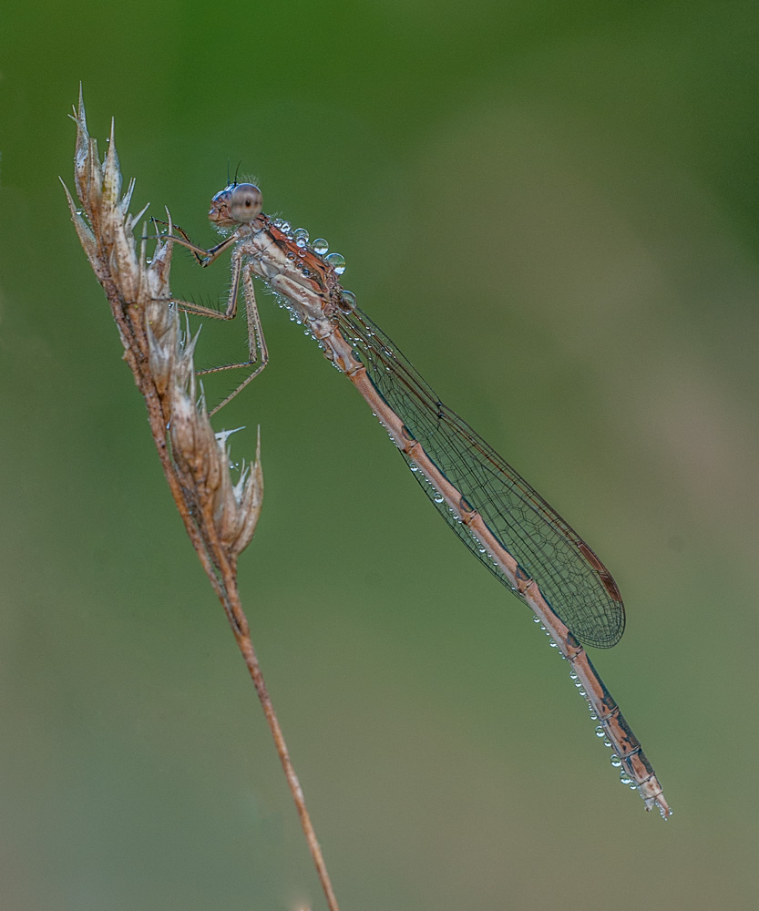  Libelle im Morgentau