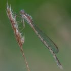  Libelle im Morgentau