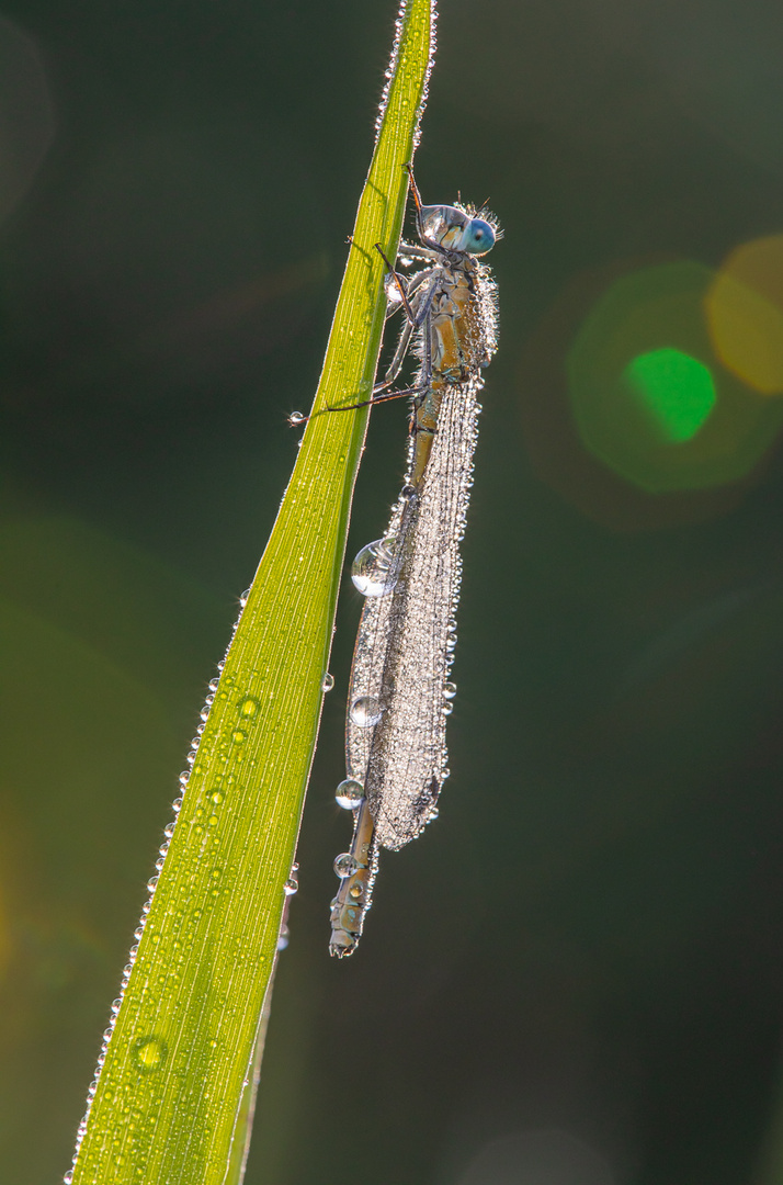 Libelle im Morgentau-3