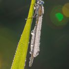 Libelle im Morgentau-3