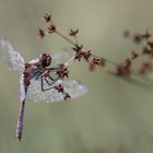 Libelle im Morgentau