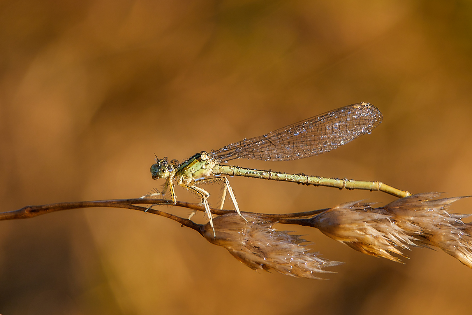 Libelle im Morgentau......