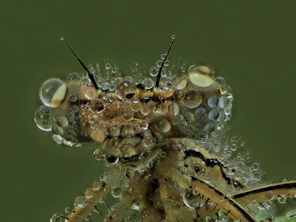 Libelle im Morgentau