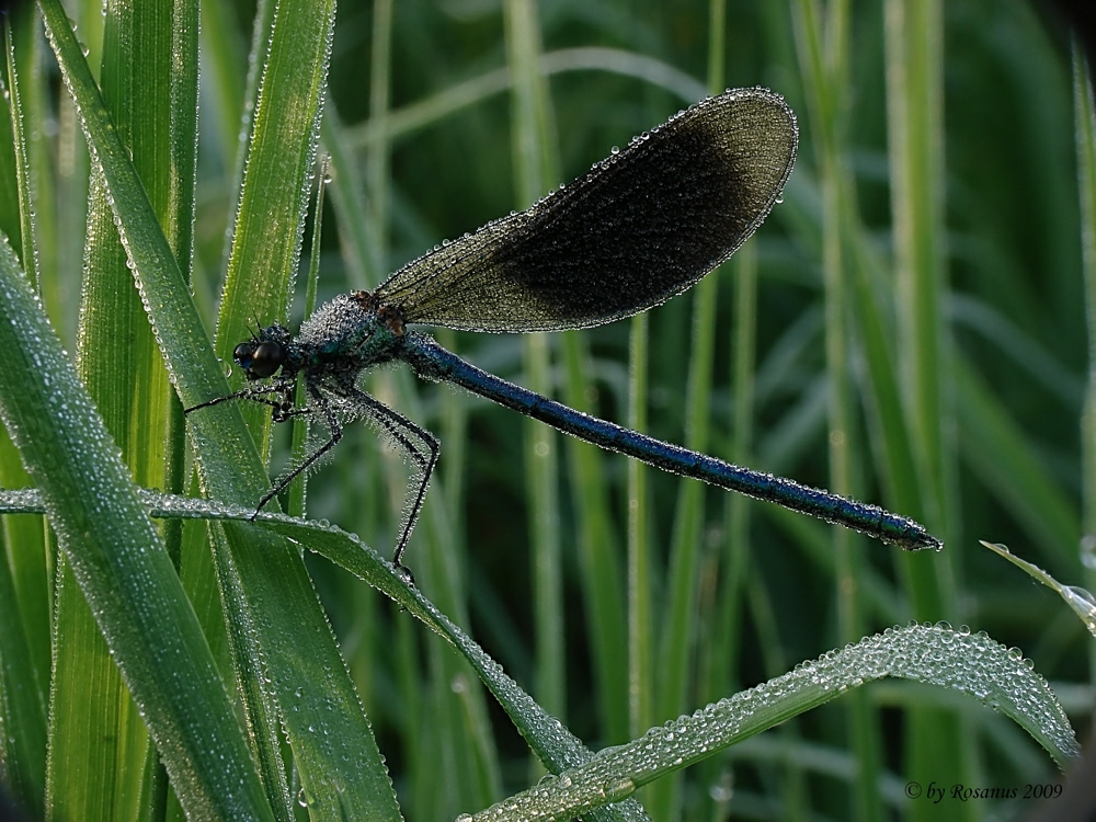 Libelle im Morgentau