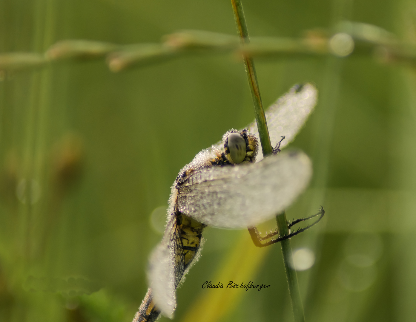 libelle im morgentau