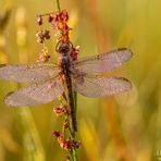 Libelle im Morgentau