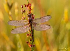 Libelle im Morgentau