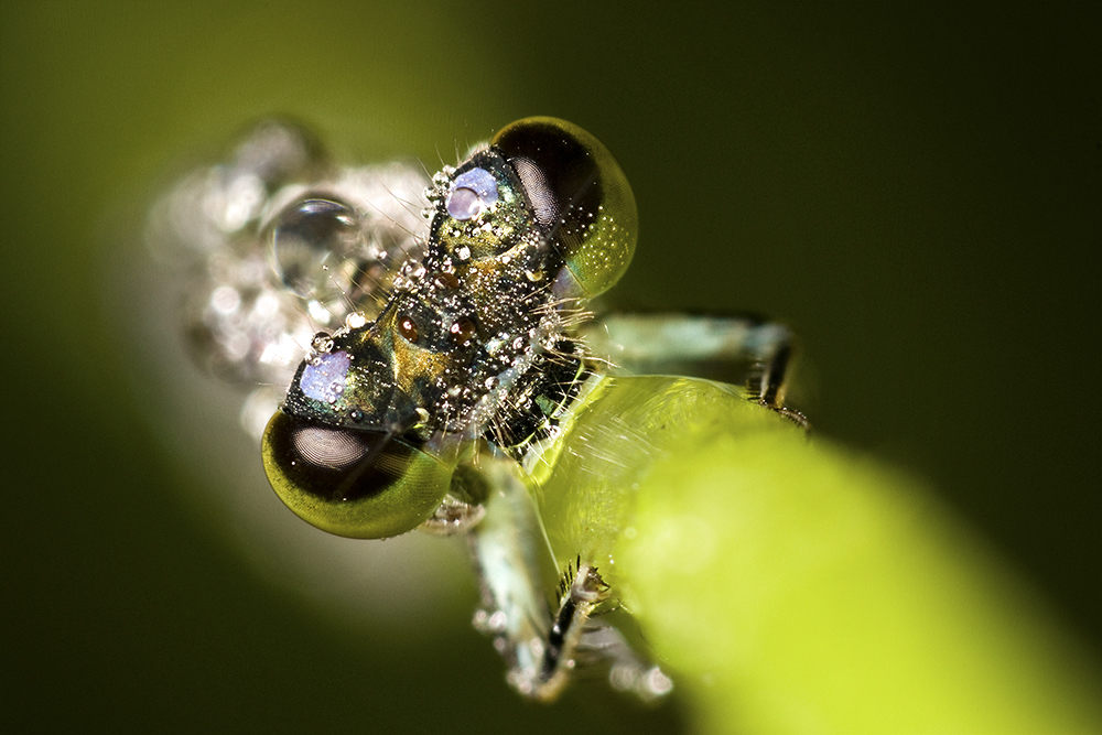 Libelle im Morgentau