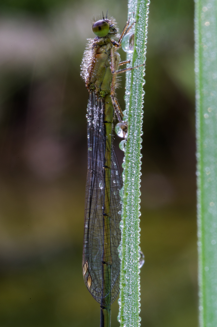 Libelle im Morgentau