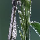 Libelle im Morgentau