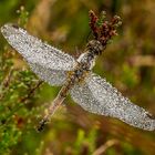 Libelle im Morgentau