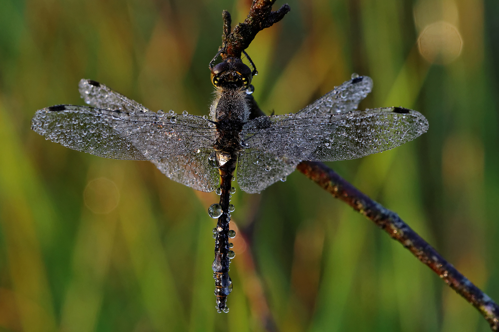 Libelle im Morgentau