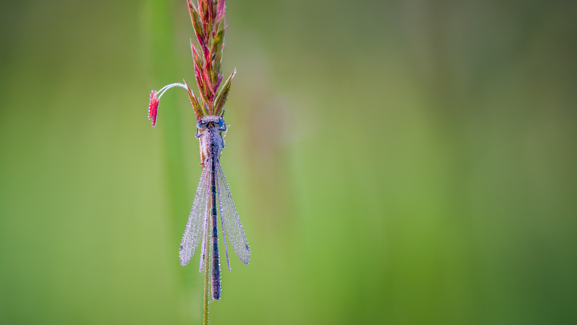 Libelle im Morgentau