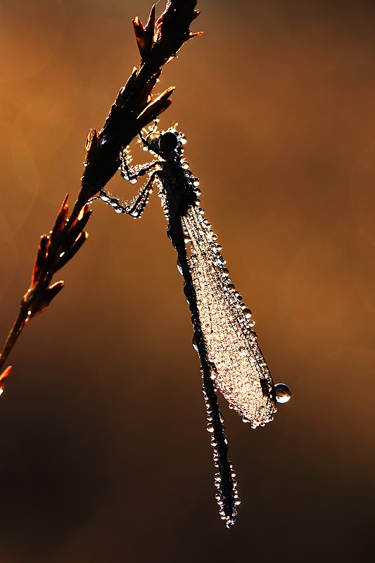 Libelle im Morgentau bei Sonnenaufgang