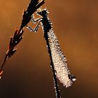 Libelle im Morgentau bei Sonnenaufgang