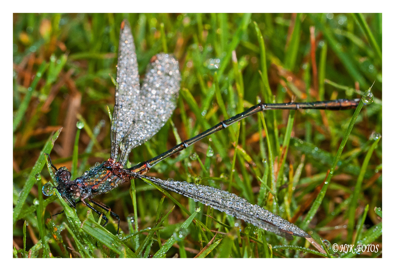 Libelle im Morgentau