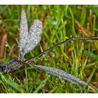 Libelle im Morgentau