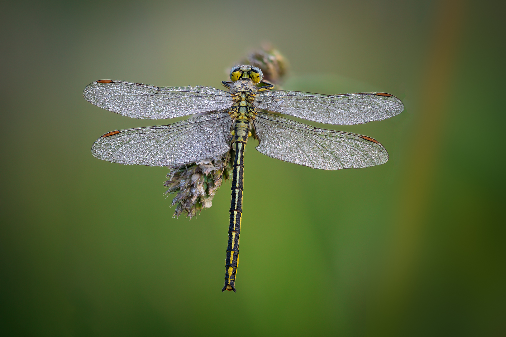 Libelle im Morgentau