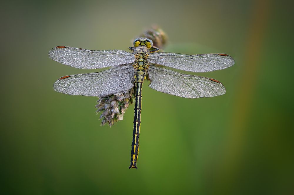 Libelle im Morgentau