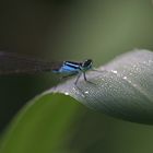 Libelle im Morgentau