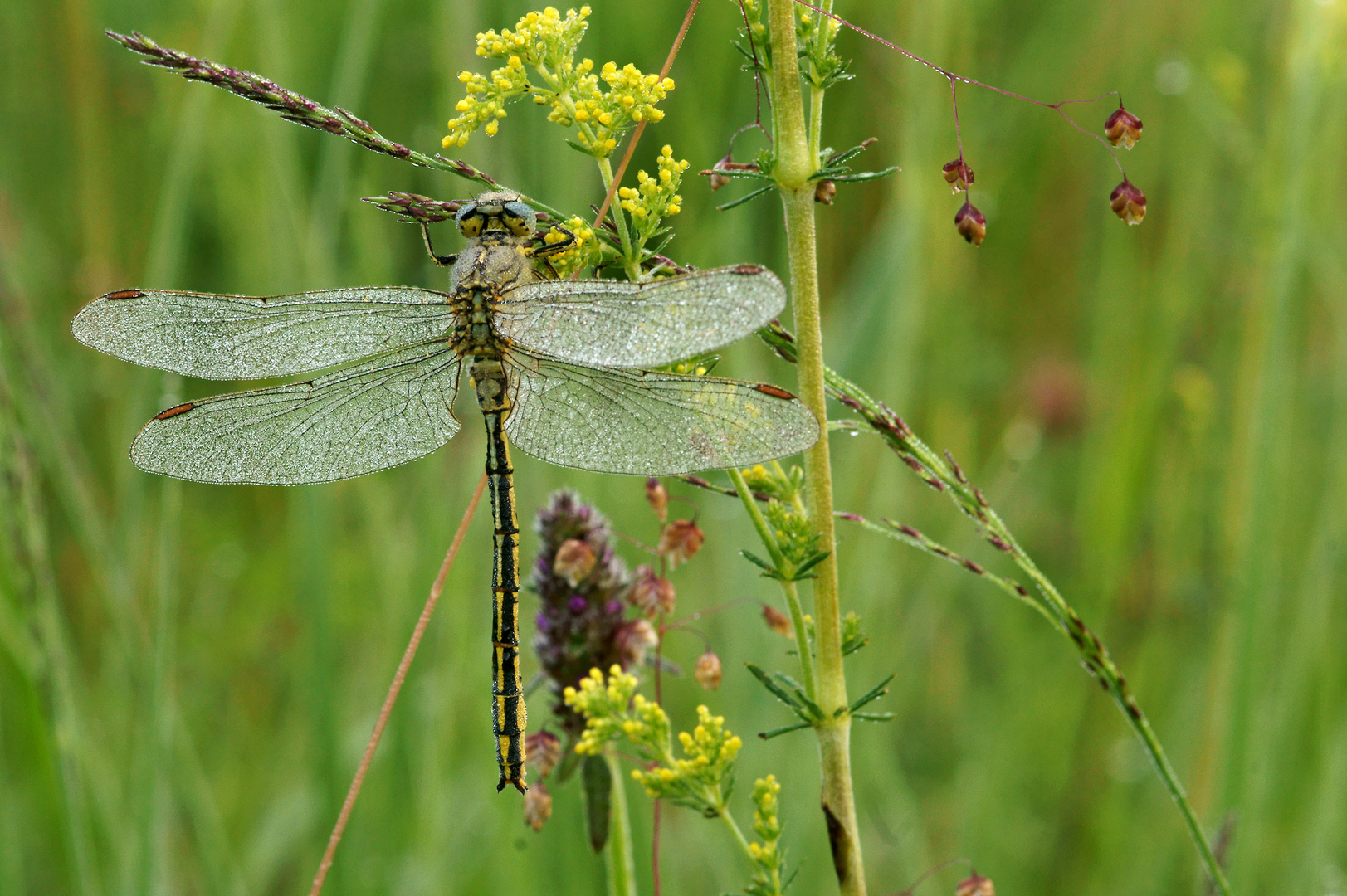 Libelle im Morgentau