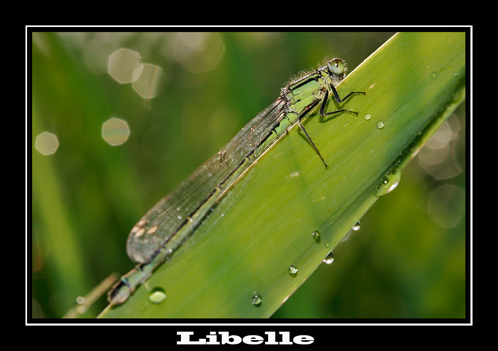 Libelle im Morgentau