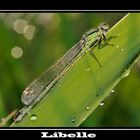 Libelle im Morgentau