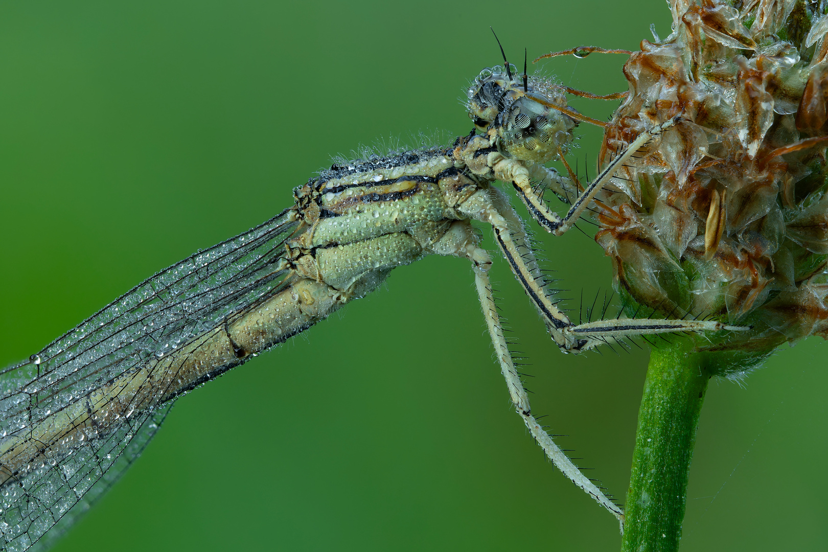 Libelle im Morgentau