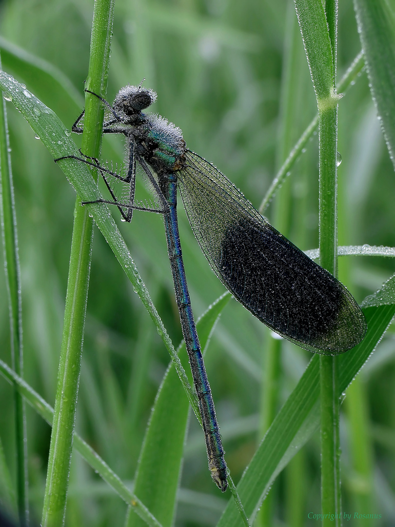 Libelle im Morgentau_2