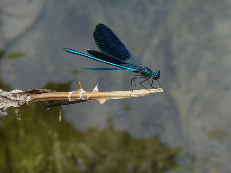 Libelle im Naturpark Krka