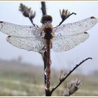 Libelle im Nebeltau