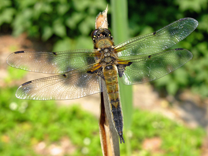 Libelle, im Odenwald