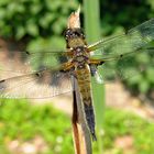 Libelle, im Odenwald