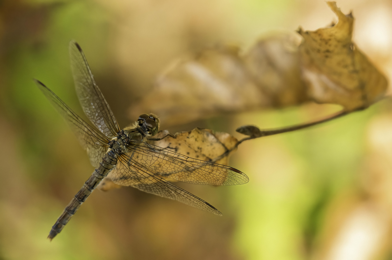 Libelle im Odenwald