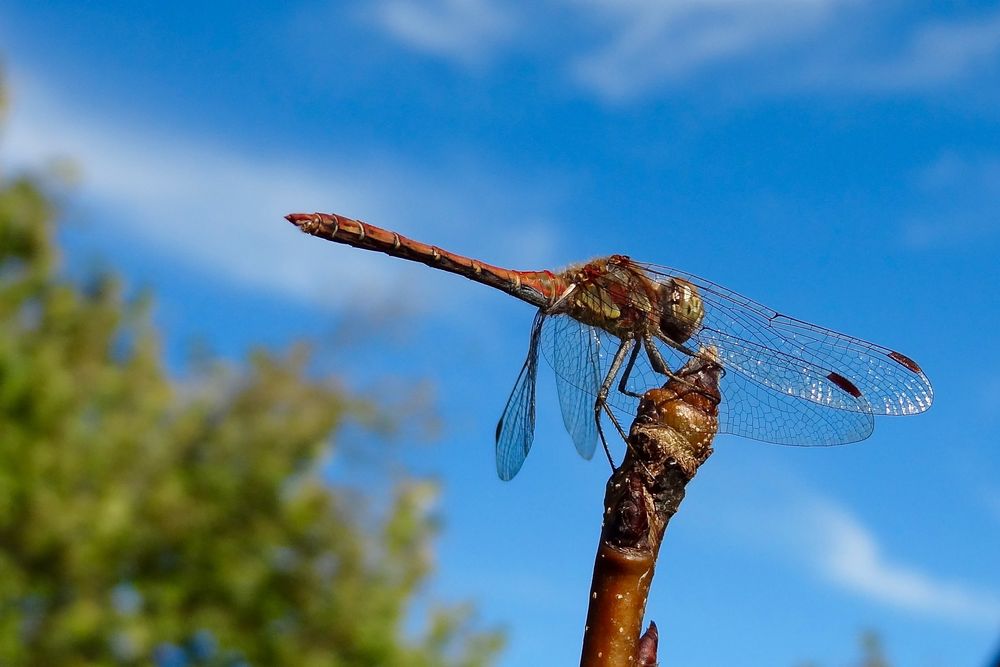 Libelle im Oktober