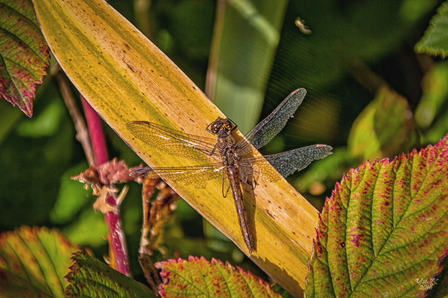 Libelle im Oktober