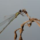 Libelle im Oktober