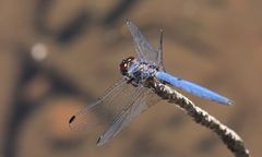 Libelle im Paarl Moutain Nature Reserve Südafrika
